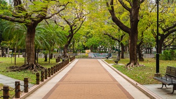 公園內的成年樹，枝繁葉茂，氣勢磅礴。